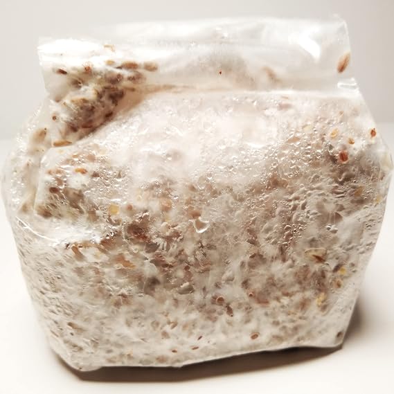 Lion's Mane Grain Spawn - 1 lb. Ready to Use