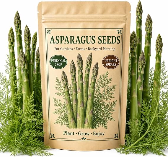 50 Asparagus Seeds Heirloom Vegetable, Hardy Perennial Spears for Garden Beds & Containers