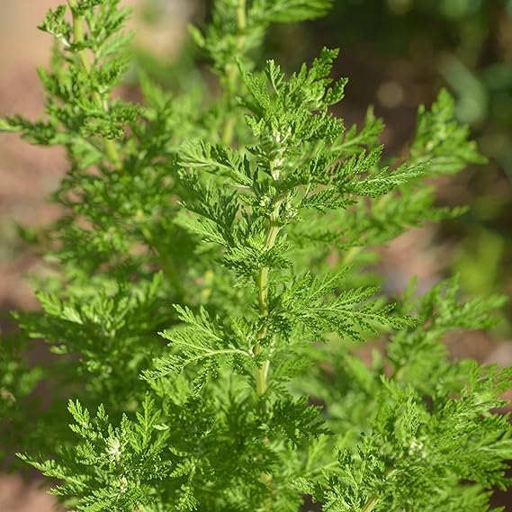 Chinese Wormwood Seeds (Artemisia annua) 200 Seeds