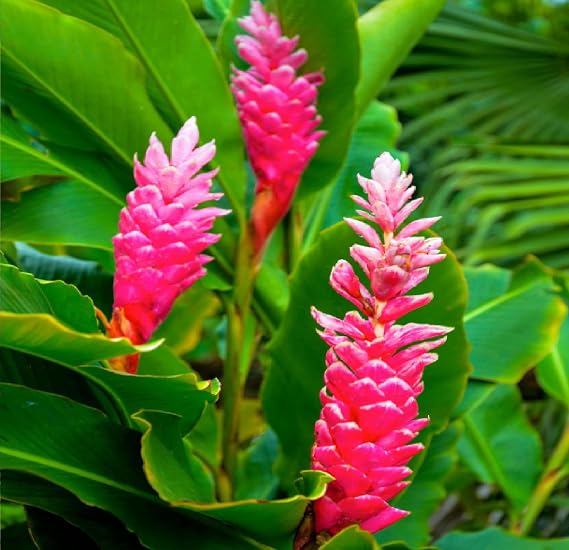 3 Hawaiian Pink Ginger Plants ~ Grow Hawaii