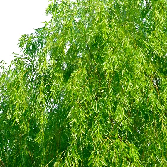 Weeping Willow Tree Fast-Growing, Elegant Shade Tree with Graceful Drooping Branches Cold Hardy, Ornamental & Low-Maintenance Landscape for Yards (5 Gallon/Potted/Single Plant)