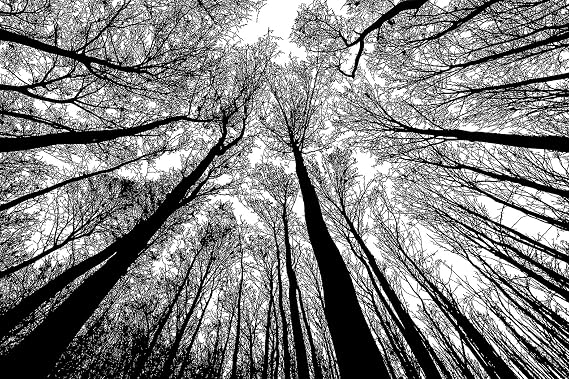 Bgraamiens Puzzle-Forest in Black and White-1000 Pieces Creative Black and White Nature Scenery Hard Puzzle Blue Board Jigsaw Puzzle